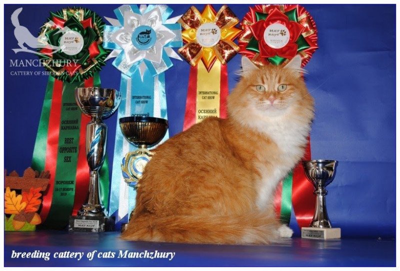 Nezabudka Manchzhury Female Siberian Cat