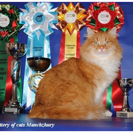 Nezabudka Manchzhury Female Siberian Cat