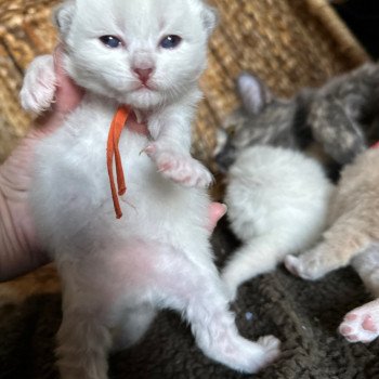 kitten Siberian Cat blue point orange collar Spellbound Siberian Cats