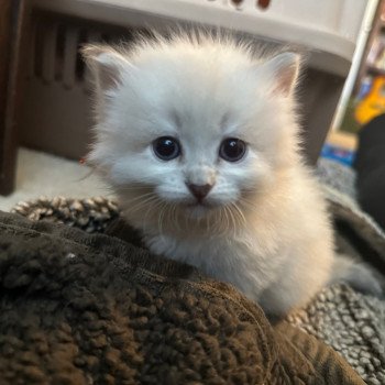 kitten Siberian Cat blue point orange collar Spellbound Siberian Cats