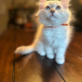 kitten Siberian Cat blue point orange collar (Arabesque G) Spellbound Siberian Cats