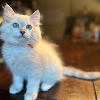 kitten Siberian Cat blue point orange collar (Arabesque G) Spellbound Siberian Cats