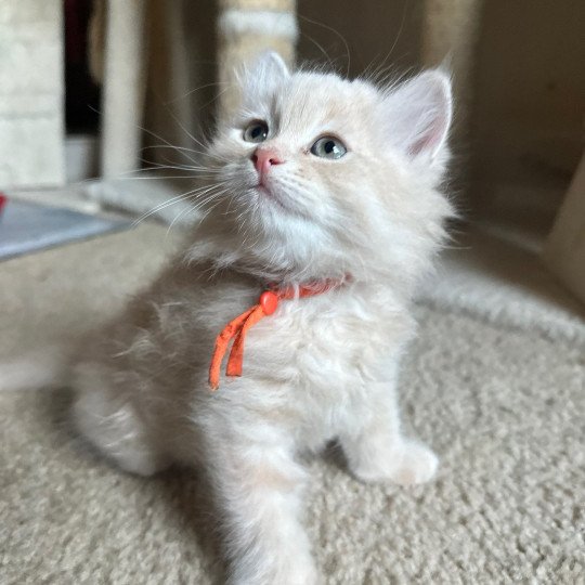 Orange Collar (Lirra B) Male Siberian Cat