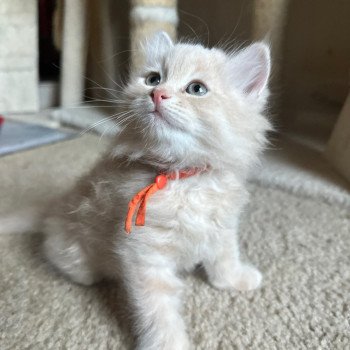 kitten Siberian Cat red tabby Orange Collar (Lirra B) Spellbound Siberian Cats