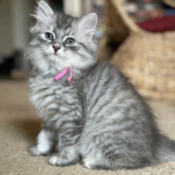 kitten Siberian Cat blue cream mackerel tabby Pink Collar Spellbound Siberian Cats