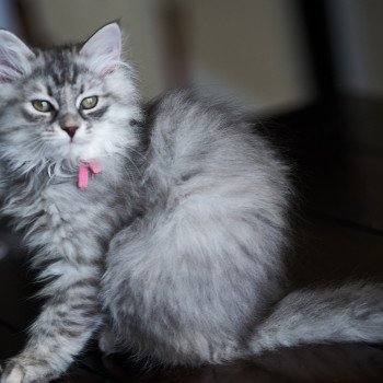 kitten Siberian Cat blue cream mackerel tabby Pink Collar Spellbound Siberian Cats