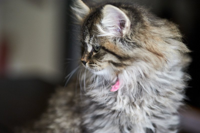 Sasha (Pink Collar) Female Siberian Cat