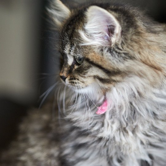 Sasha (Pink Collar) Female Siberian Cat