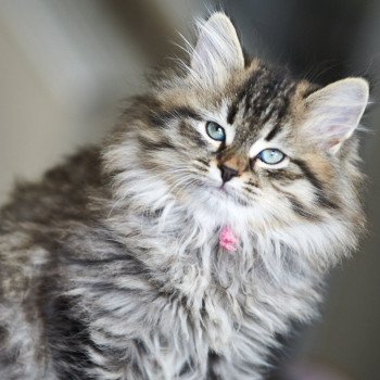 kitten Siberian Cat brown tortie mackerel tabby Pink Collar Spellbound Siberian Cats