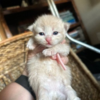 kitten Siberian Cat red tabby Pink Collar Spellbound Siberian Cats