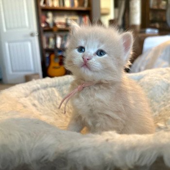 kitten Siberian Cat red tabby Pink Collar Spellbound Siberian Cats