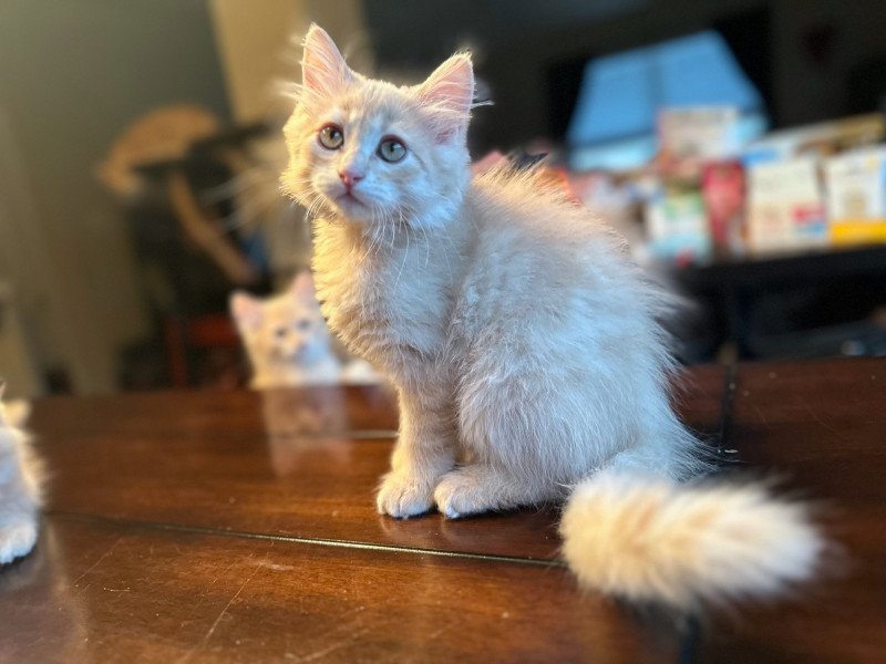 Phoebe (Arabesque G) Female Siberian Cat