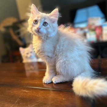 kitten Siberian Cat red tabby Pink Collar (Arabesque G) Spellbound Siberian Cats