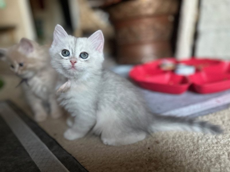 Pink  Collar (Lirra B) Female Siberian Cat