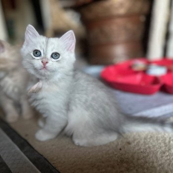 kitten Siberian Cat blue tortie Pink  Collar (Lirra B) Spellbound Siberian Cats