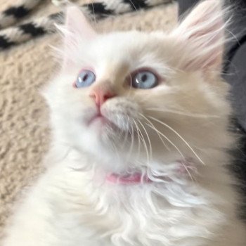 kitten Siberian Cat cream point Selah Spellbound Siberian Cats