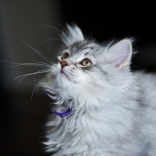 Dusty (Purple Collar) Female Siberian Cat