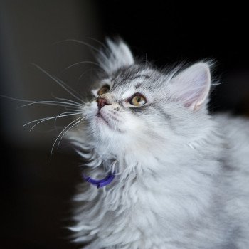 kitten Siberian Cat blue cream tabby Purple Collar Spellbound Siberian Cats