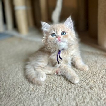 kitten Siberian Cat red tabby Purple Collar (Lirra B) Spellbound Siberian Cats