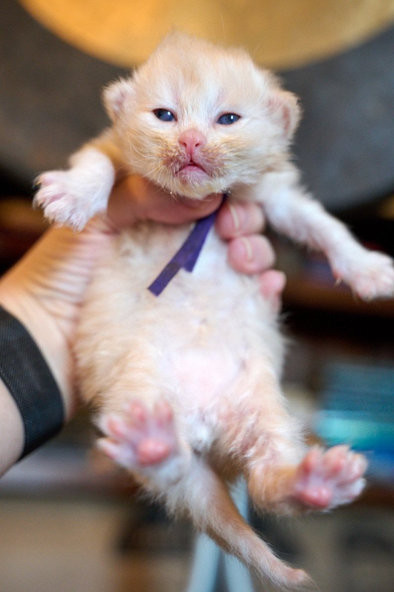 PURPLE collar (Lirra C) Female Siberian Cat