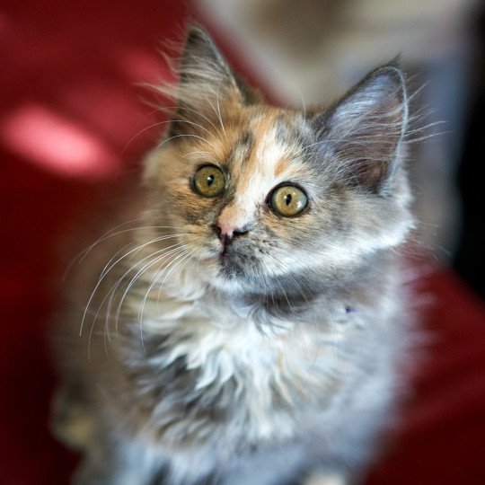 Opal Female Siberian Cat