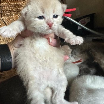 kitten Siberian Cat red tabby Red Collar Spellbound Siberian Cats