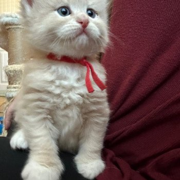 kitten Siberian Cat red tabby Red Collar Spellbound Siberian Cats