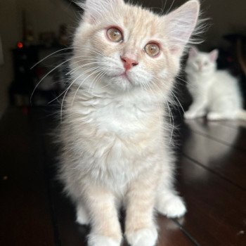 kitten Siberian Cat red tabby Red Collar (Arabesque G) Spellbound Siberian Cats