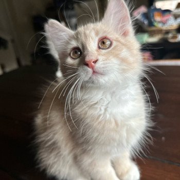 kitten Siberian Cat red tabby Red Collar (Arabesque G) Spellbound Siberian Cats