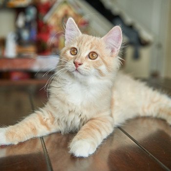 kitten Siberian Cat red tabby Clifford (Red Collar) (Arabesque G) Spellbound Siberian Cats