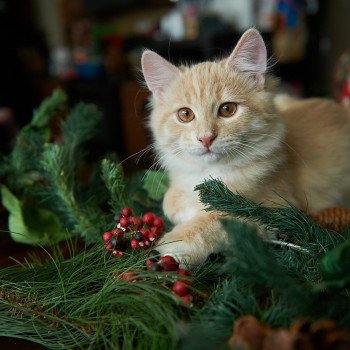 kitten Siberian Cat red tabby Clifford (Red Collar) (Arabesque G) Spellbound Siberian Cats