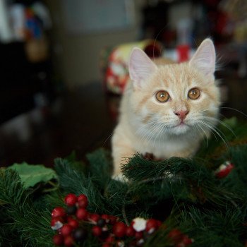 kitten Siberian Cat red tabby Clifford (Red Collar) (Arabesque G) Spellbound Siberian Cats