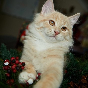 kitten Siberian Cat red tabby Clifford (Red Collar) (Arabesque G) Spellbound Siberian Cats