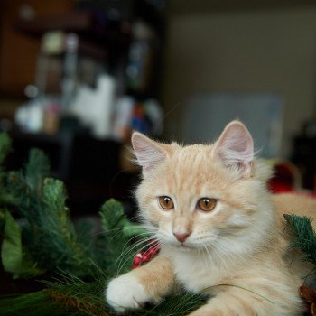 kitten Siberian Cat red tabby Clifford (Red Collar) (Arabesque G) Spellbound Siberian Cats