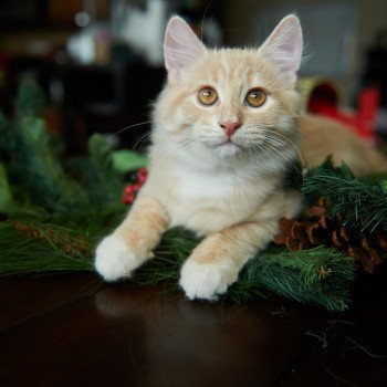 kitten Siberian Cat red tabby Clifford (Red Collar) (Arabesque G) Spellbound Siberian Cats