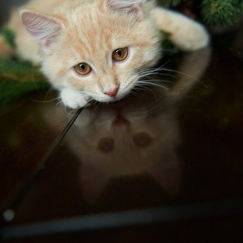 kitten Siberian Cat red tabby Clifford (Red Collar) (Arabesque G) Spellbound Siberian Cats