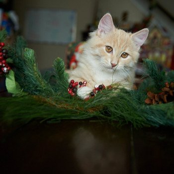 kitten Siberian Cat red tabby Clifford (Red Collar) (Arabesque G) Spellbound Siberian Cats