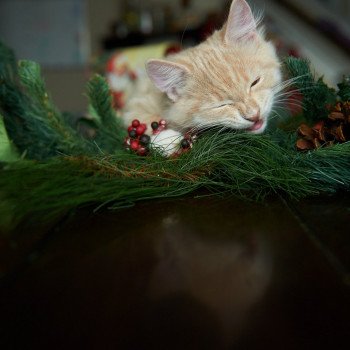 kitten Siberian Cat red tabby Clifford (Red Collar) (Arabesque G) Spellbound Siberian Cats