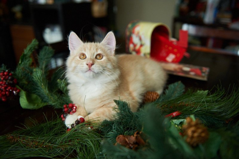 Clifford (Red Collar) (Arabesque G) Male Siberian Cat