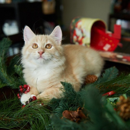 Clifford (Red Collar) (Arabesque G) Male Siberian Cat