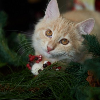 kitten Siberian Cat red tabby Clifford (Red Collar) (Arabesque G) Spellbound Siberian Cats