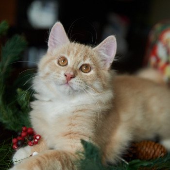 kitten Siberian Cat red tabby Clifford (Red Collar) (Arabesque G) Spellbound Siberian Cats