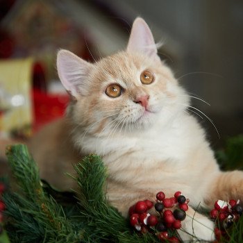 kitten Siberian Cat red tabby Clifford (Red Collar) (Arabesque G) Spellbound Siberian Cats