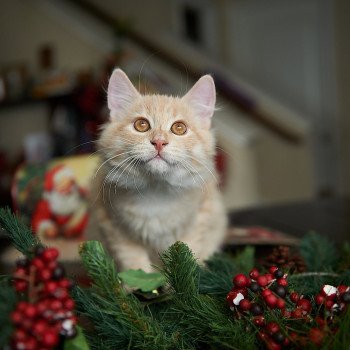 kitten Siberian Cat red tabby Clifford (Red Collar) (Arabesque G) Spellbound Siberian Cats