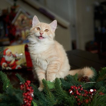 kitten Siberian Cat red tabby Clifford (Red Collar) (Arabesque G) Spellbound Siberian Cats