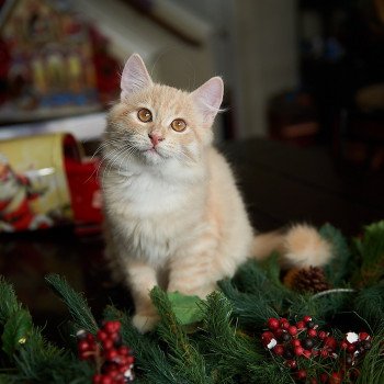 kitten Siberian Cat red tabby Clifford (Red Collar) (Arabesque G) Spellbound Siberian Cats