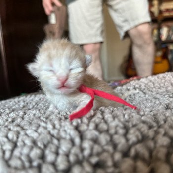 kitten Siberian Cat red tabby Red Collar (Lirra B) Spellbound Siberian Cats