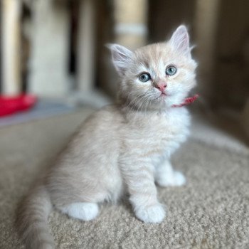 kitten Siberian Cat red tabby Red Collar (Lirra B) Spellbound Siberian Cats