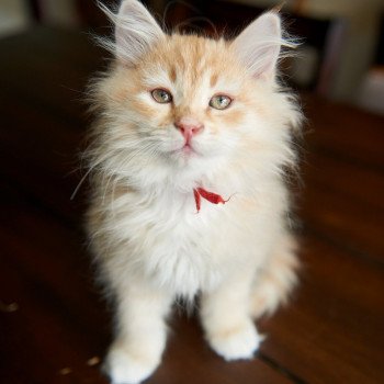 kitten Siberian Cat red tabby Red Collar (Lirra B) Spellbound Siberian Cats