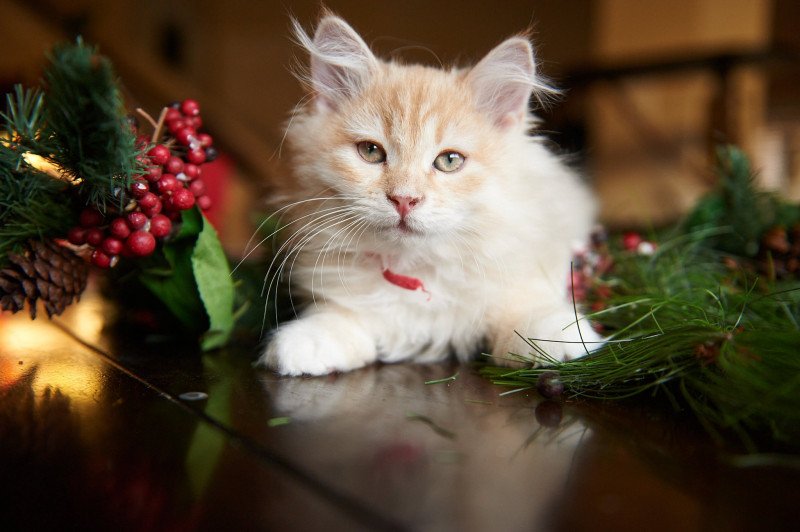 Ram (Red Collar) (Lirra B) Male Siberian Cat